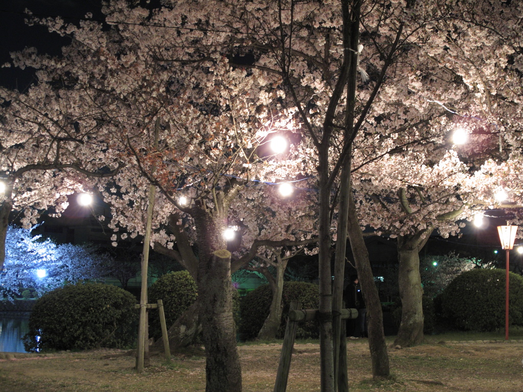 公園の夜桜