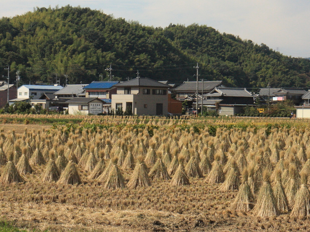 稲刈り