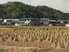 稲刈り