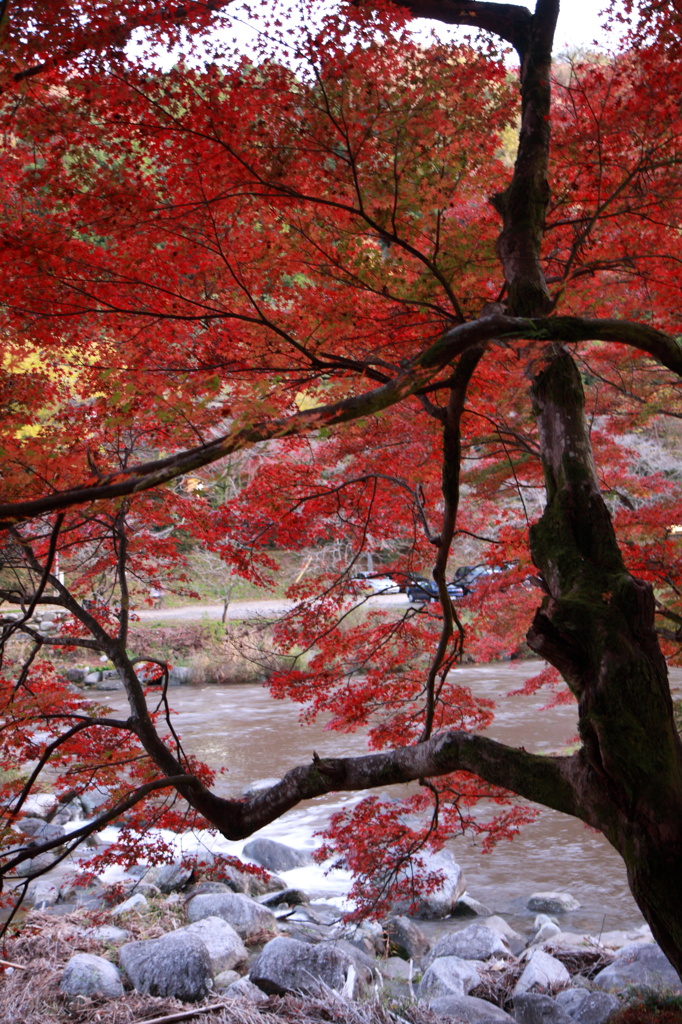 真っ赤に染まる紅葉