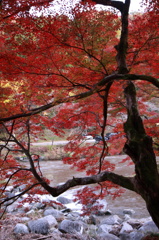 真っ赤に染まる紅葉