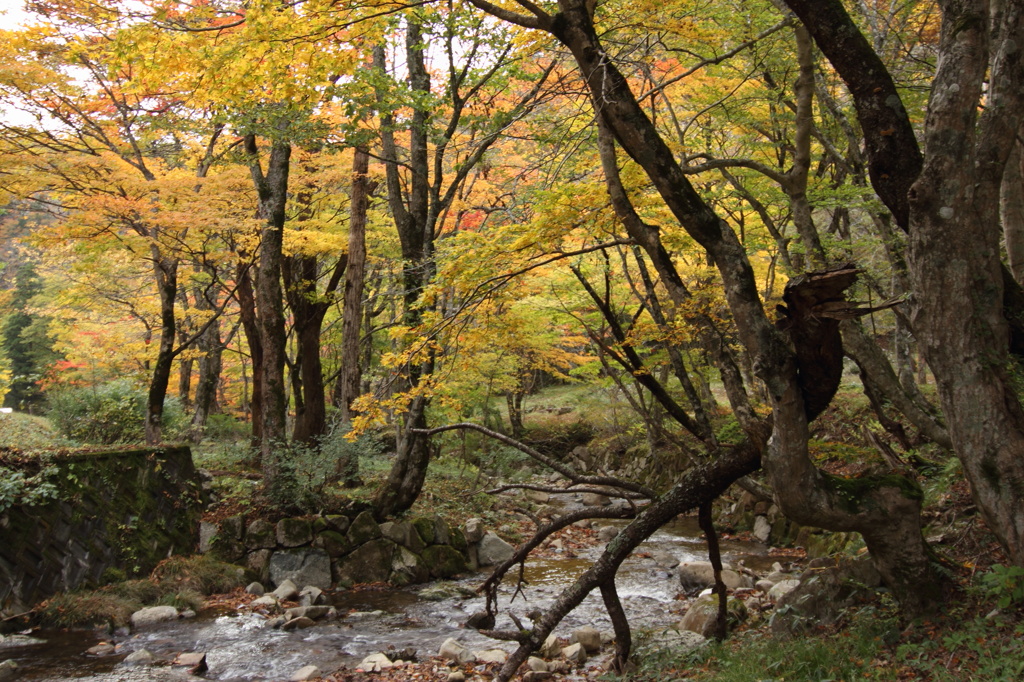 紅葉の中のせせらぎ