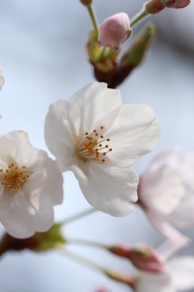咲き始めの桜
