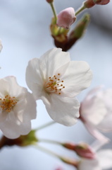 咲き始めの桜