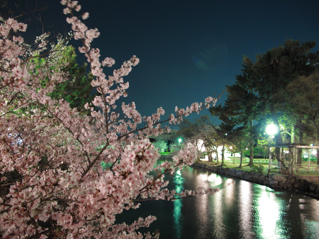 夜桜と夜景