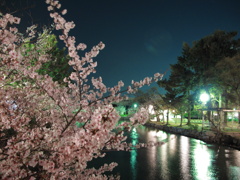 夜桜と夜景
