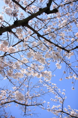 青空に咲き誇る桜