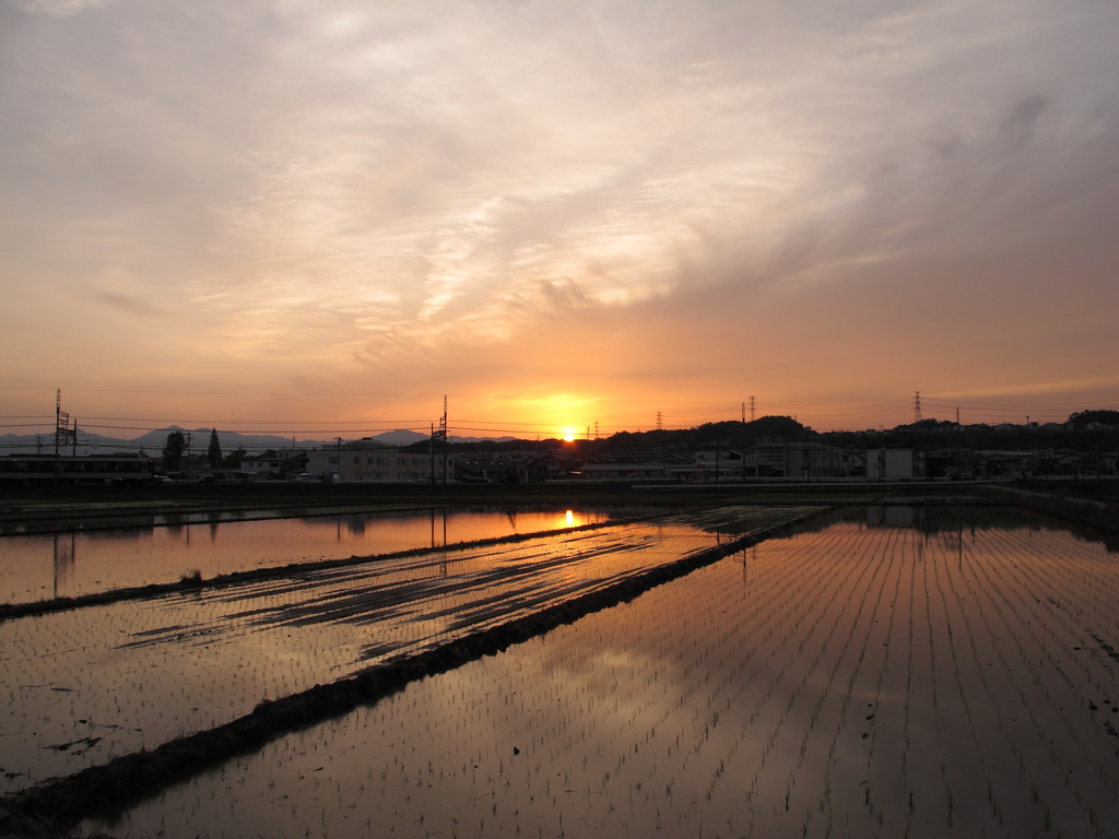 田んぼに写る夕日