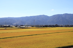 黄金の大地