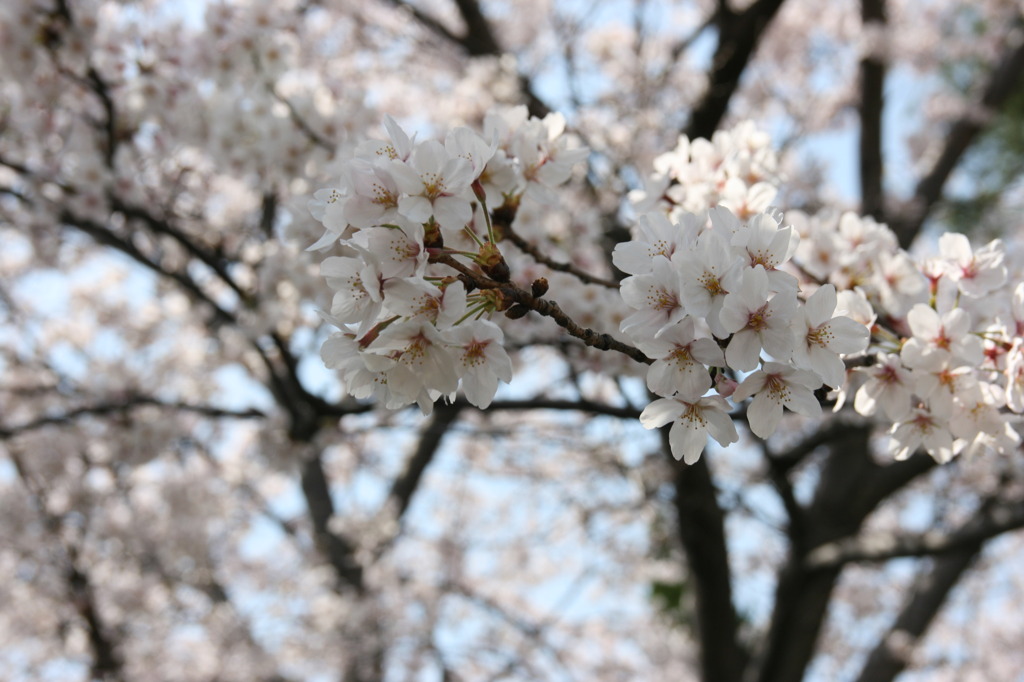 もこもこ桜