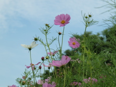 小人の視線