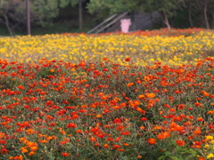 一面の花