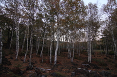 白い木の森