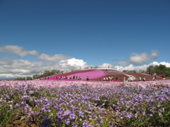 山頂の芝桜