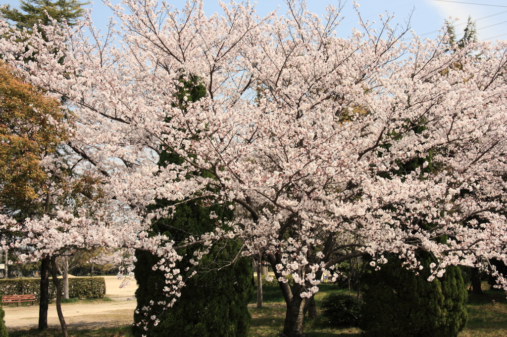 満開？桜