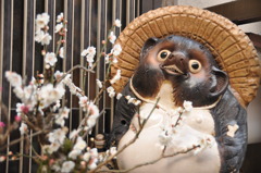 たぬき
