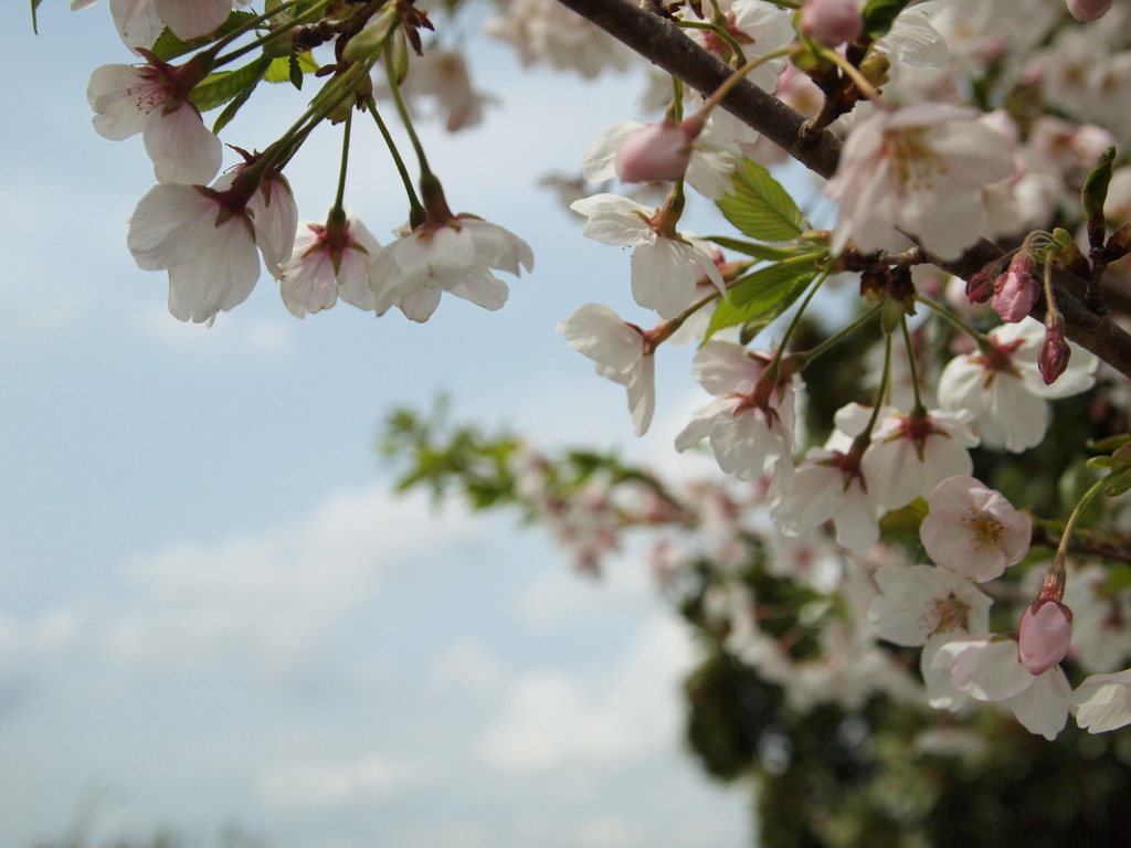 桜と空