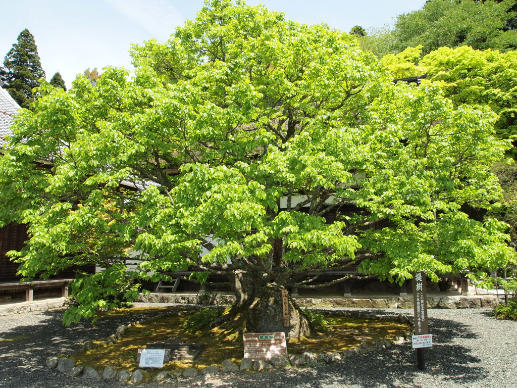 この木何の木♪