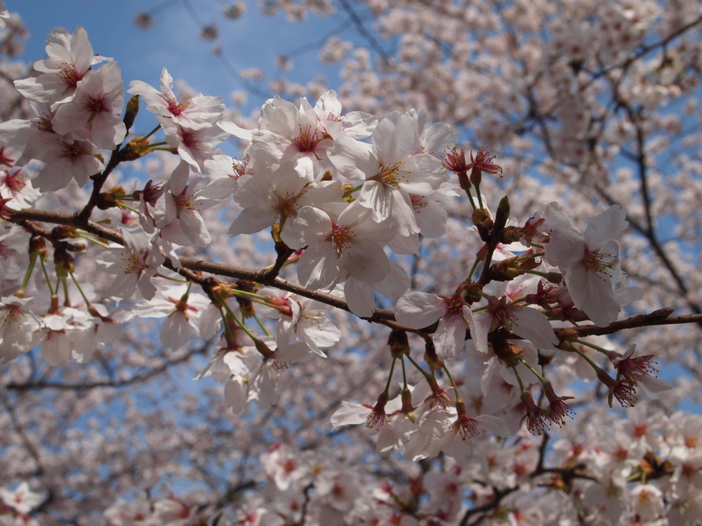 桜