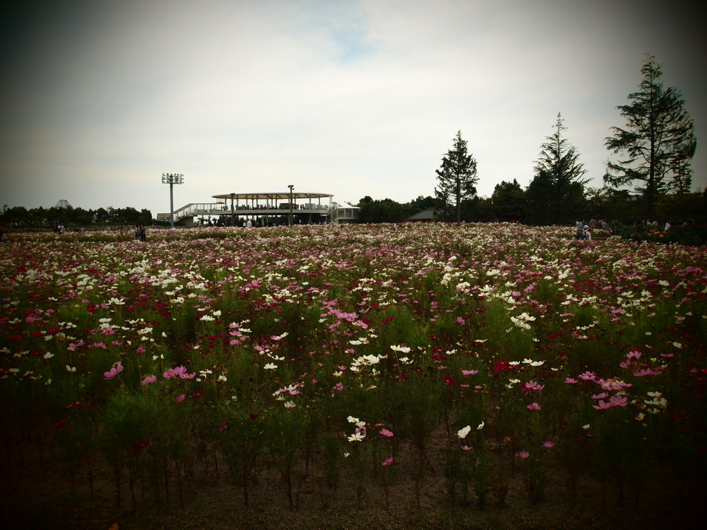 コスモス畑