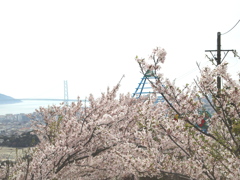桜の向こうに海