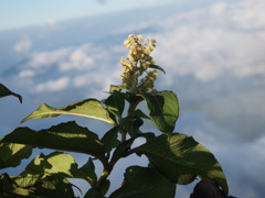 花が雲を見下ろす。