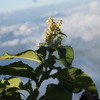 花が雲を見下ろす。