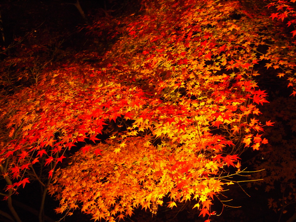 紅葉
