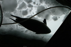 氷上のモンスター