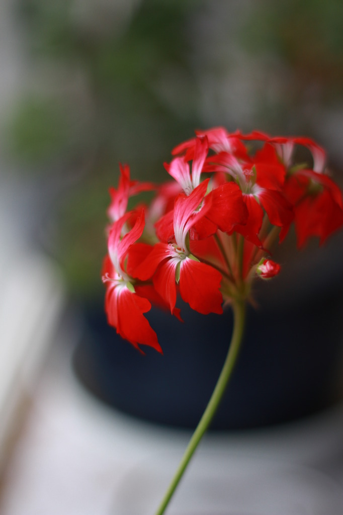 光を求めて咲く