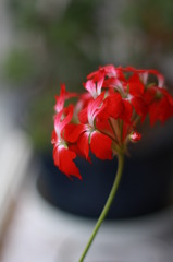 光を求めて咲く