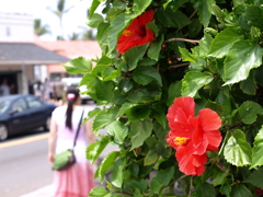 花ときみ