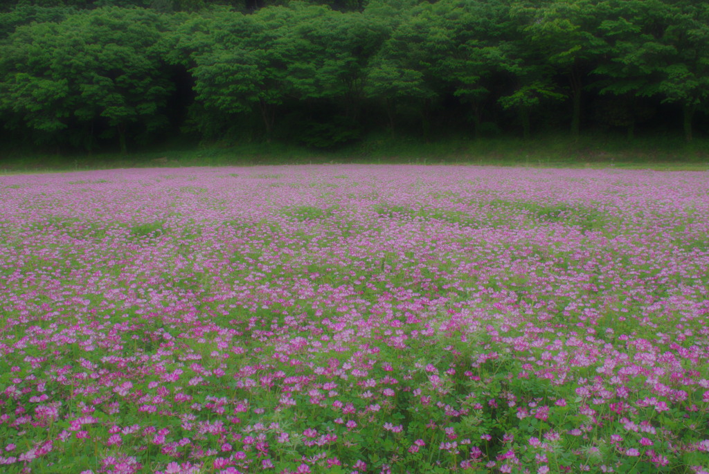 一面ピンク