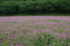 一面ピンク