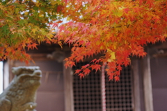 近場の紅葉