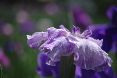 花菖蒲