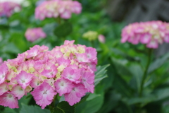 紫陽花