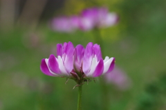 最近では珍しい花