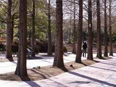 並木道