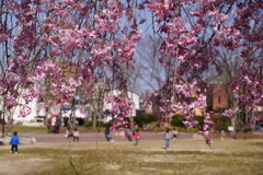 公園のしだれ桜