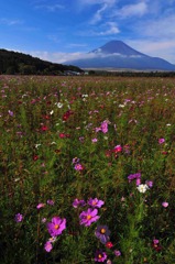 9月忍野内野地区