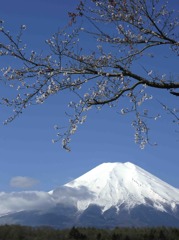 桜と富士　忍野 