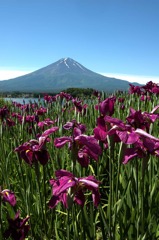 ６月河口湖花菖蒲