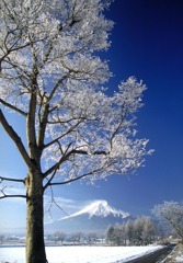 ２月忍野霧氷