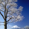 ２月忍野霧氷