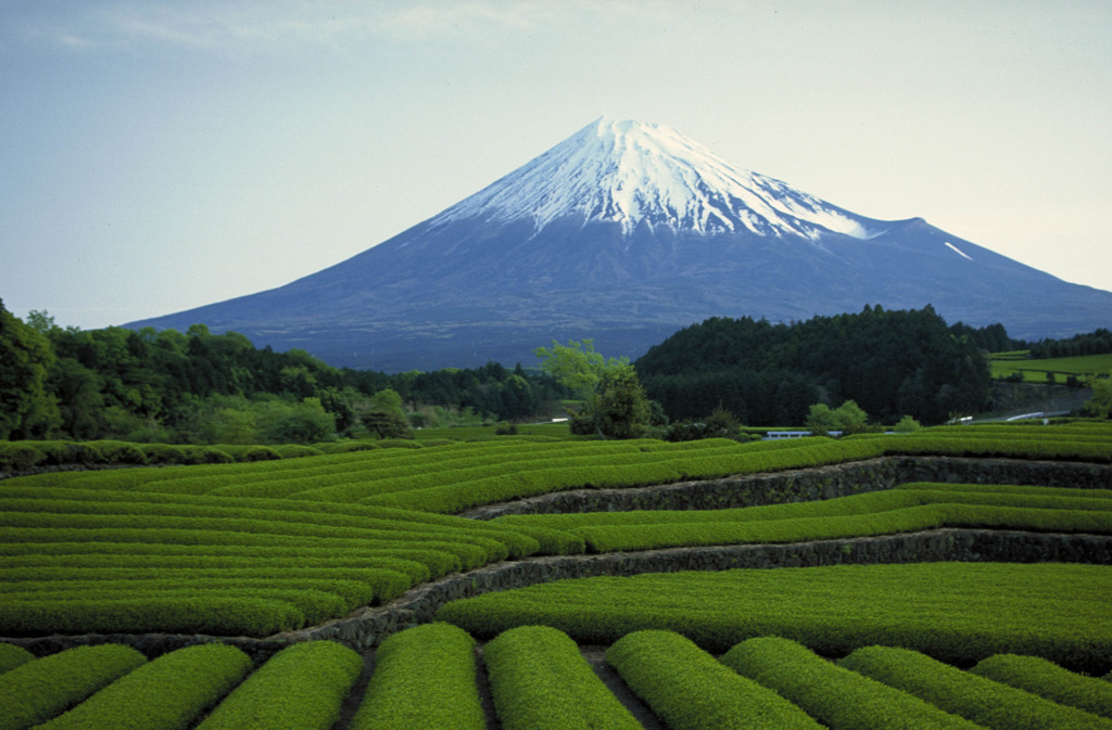 ５月大淵茶畑