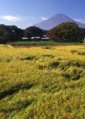 10月忍野