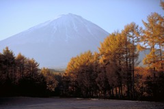 11月鳴沢落葉松