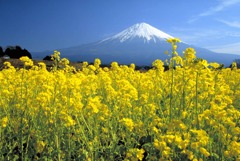 ３月菜の花
