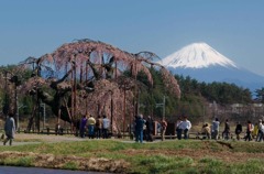 4月神田の大糸桜